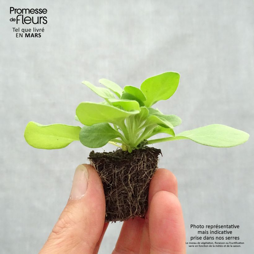 Example of Petunia Sophistica Blackberry Jardimotte: zolla da 3,8 cm x 3,2 cm in vassoio da 16 pezzi. as you get in printemps