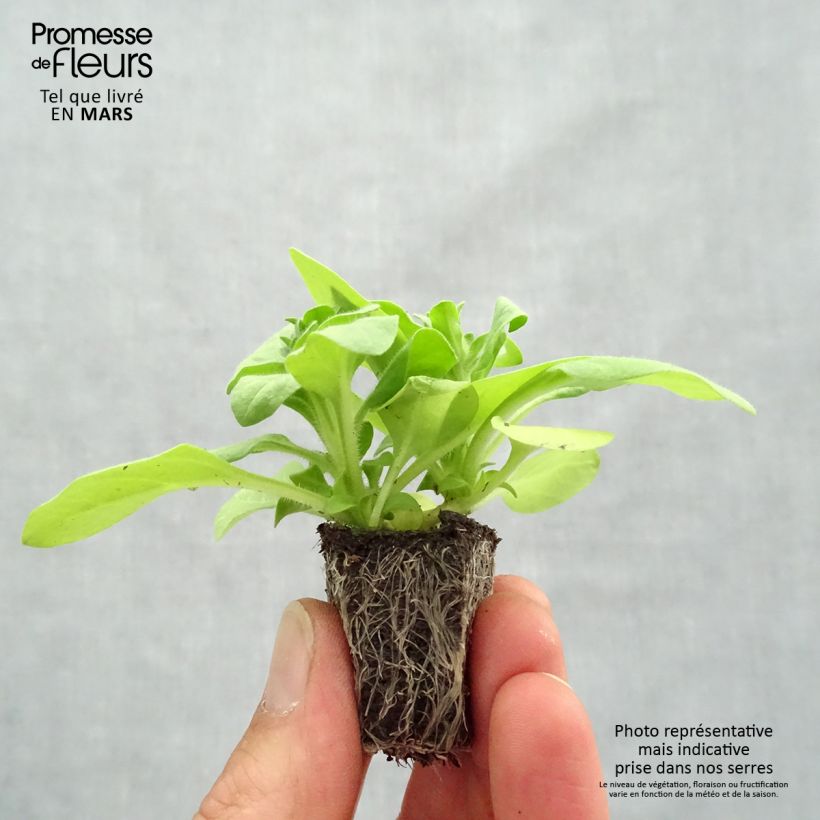 Petunia Sophistica Lime Green Jardimotte: zolla da 3,8 cm x 3,2 cm in vassoio da 16 pezzi. esemplare consegnato in primavera