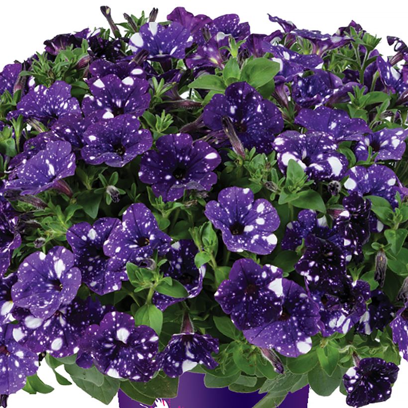 Petunia Splash Dance Bolero Blue (Flowering)