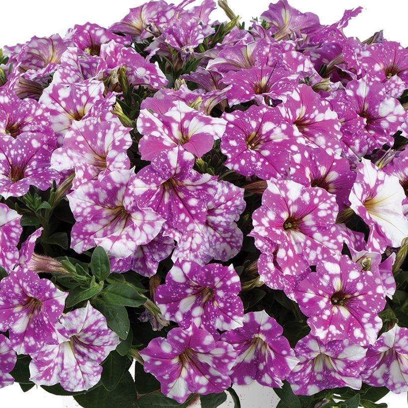 Petunia Splash Dance Fuchsia Flamenco (Fioritura)