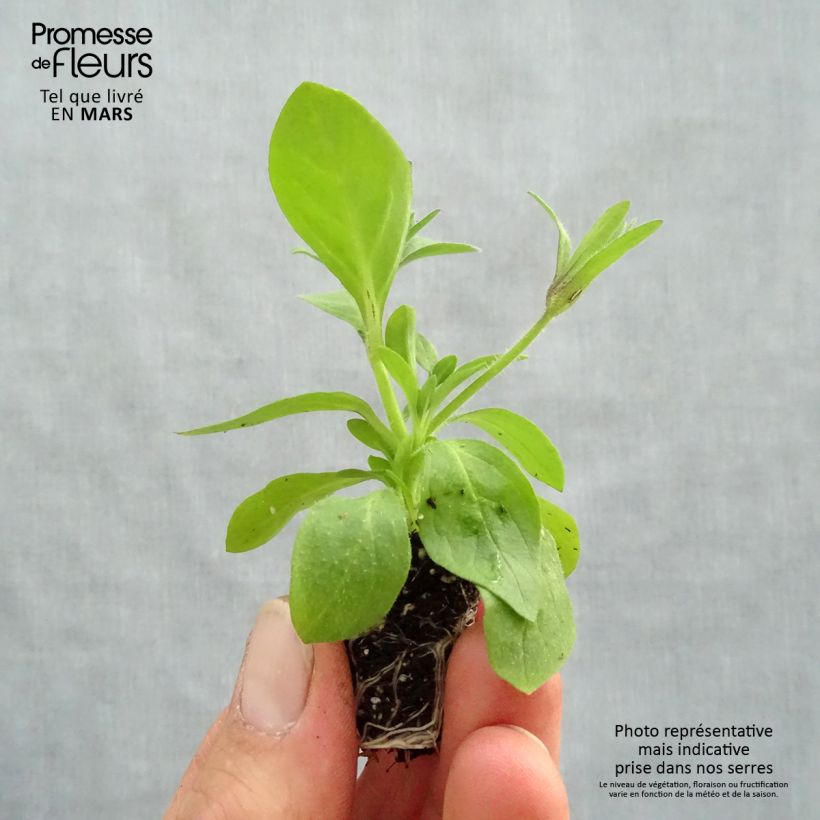 Example of Petunia Splash Dance Magenta Mambo mini zolla... as you get in printemps