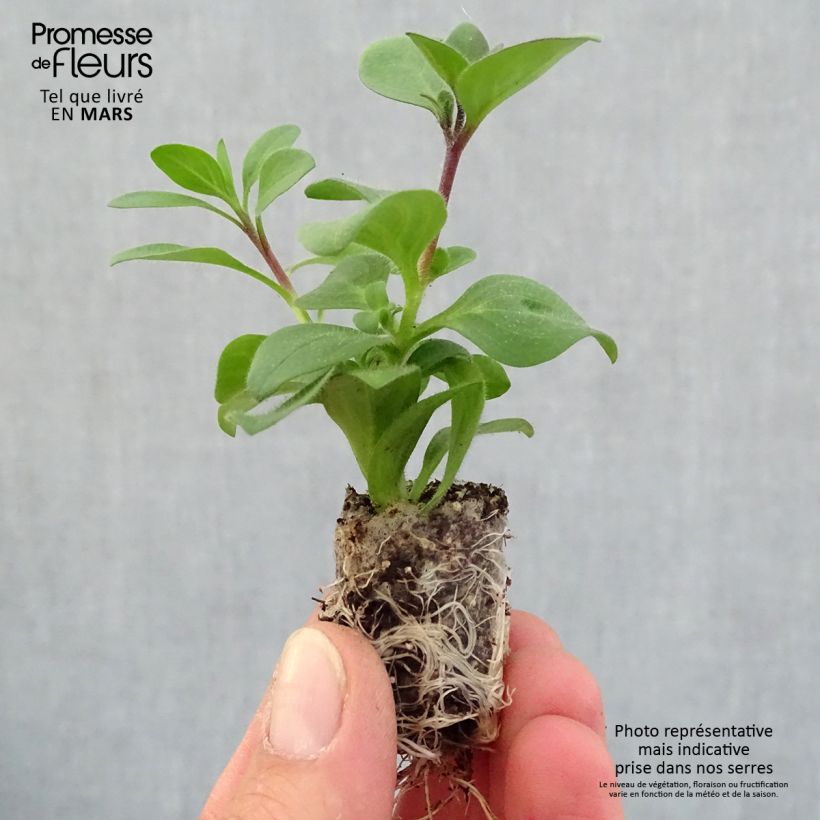 Petunia Supertunia Bordeaux Mini zolla Ø 1,5/2,5 cm esemplare consegnato in primavera