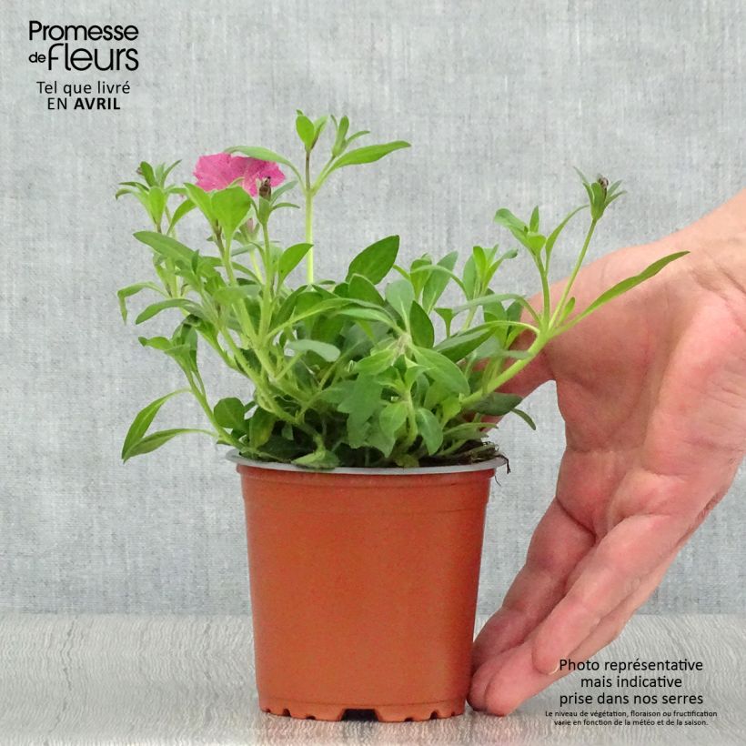 Petunia Supertunia Pink Star Vasetto da 8/9 cm esemplare consegnato in primavera