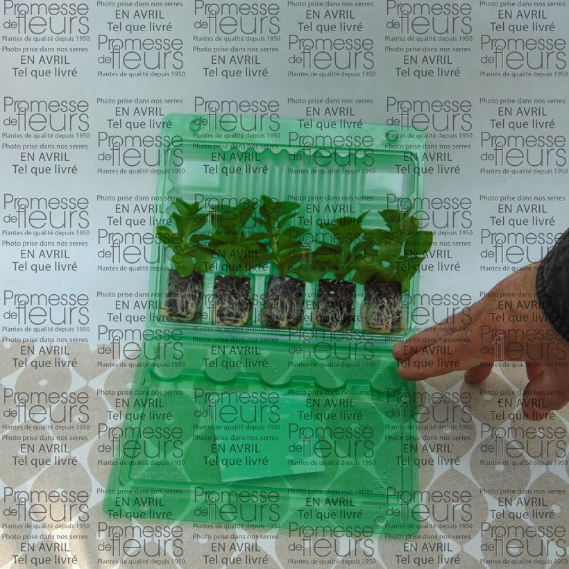 Example of Petunia Supertunia Raspberry Blast mini zolla... as you get