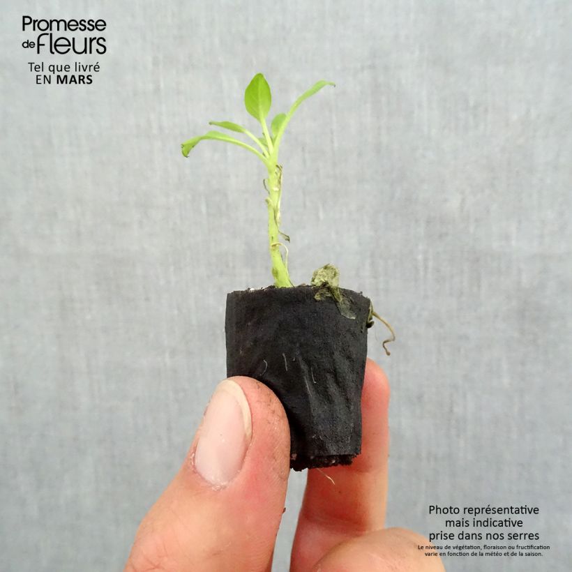 Petunia Supertunia Vista Bubblegum mini zolla... esemplare consegnato in primavera