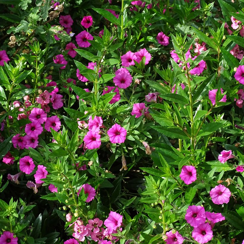 Petunia Supertunia Vista Bubblegum (Porto)
