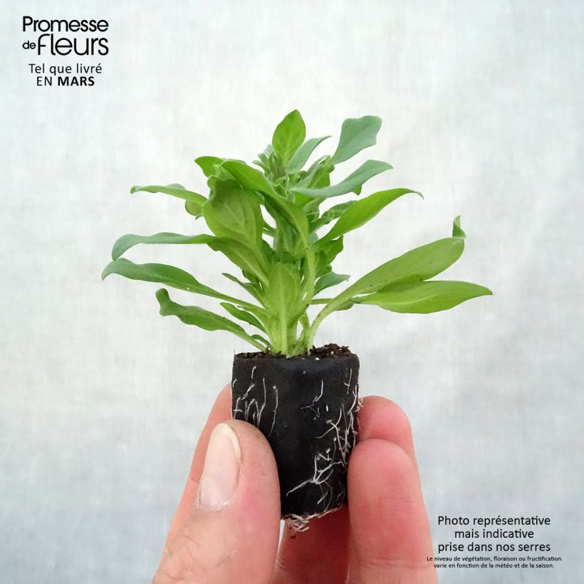 Petunia Supertunia Vista Fuchsia mini zolla... esemplare consegnato in primavera