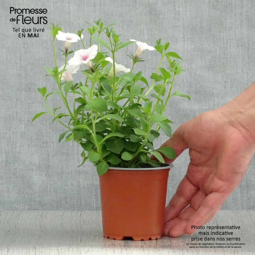 Petunia Supertunia Vista Silverberry Vasetto da 8/9 cm esemplare consegnato in primavera