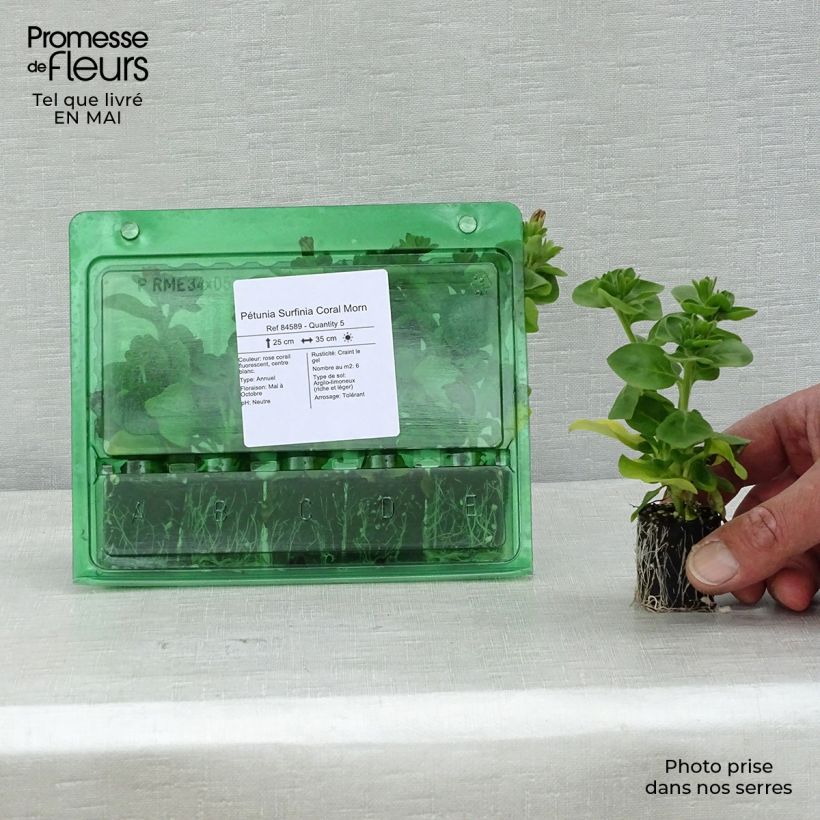 Surfinia Coral Morn mini zolla... esemplare consegnato in primavera