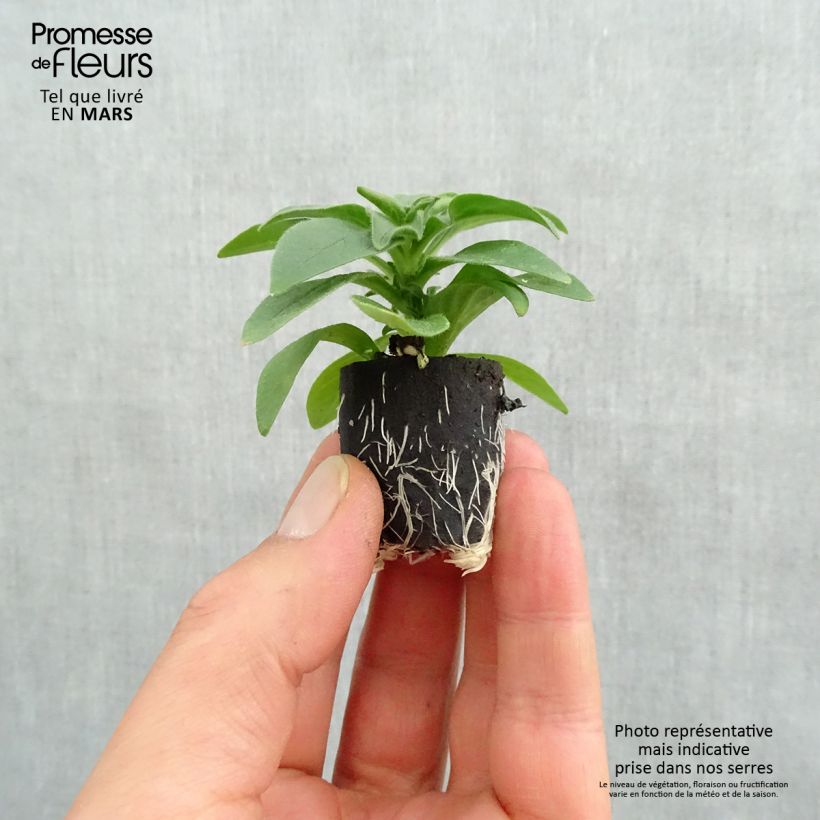 Surfinia Deep Red mini zolla... esemplare consegnato in primavera