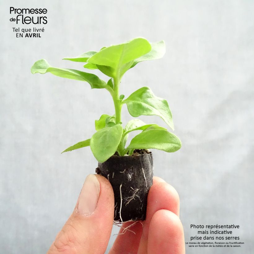 Surfinia Double Lilac mini zolla... esemplare consegnato in primavera