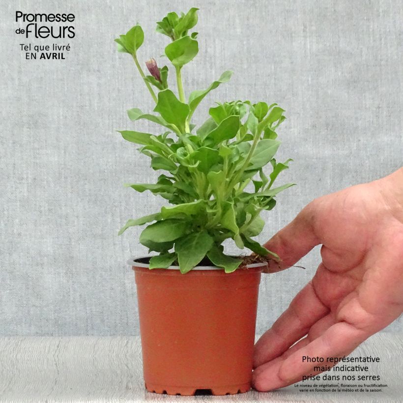 Surfinia Double Lilac Vaso da Ø 10 cm/11 cm esemplare consegnato in primavera