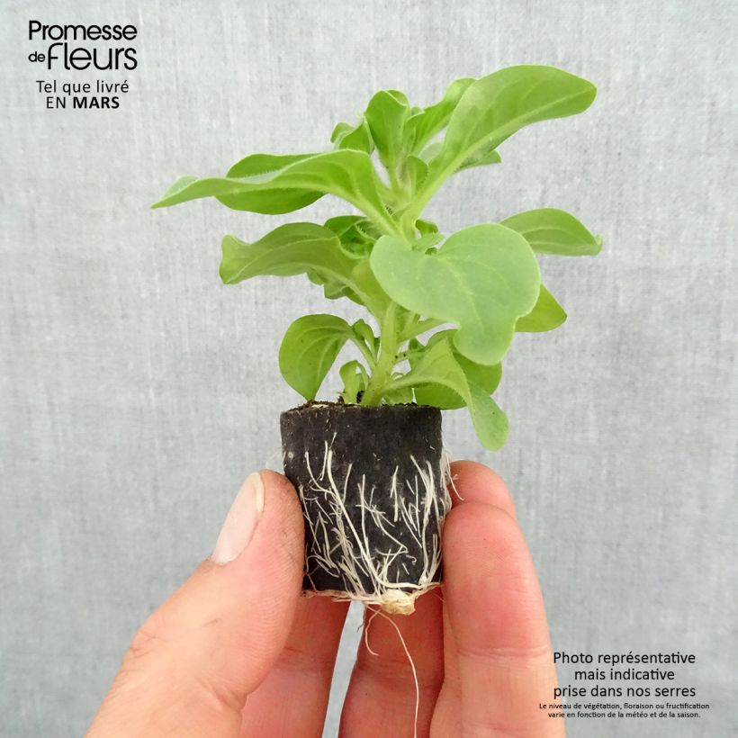 Surfinia Heavenly Blue mini zolla... esemplare consegnato in primavera