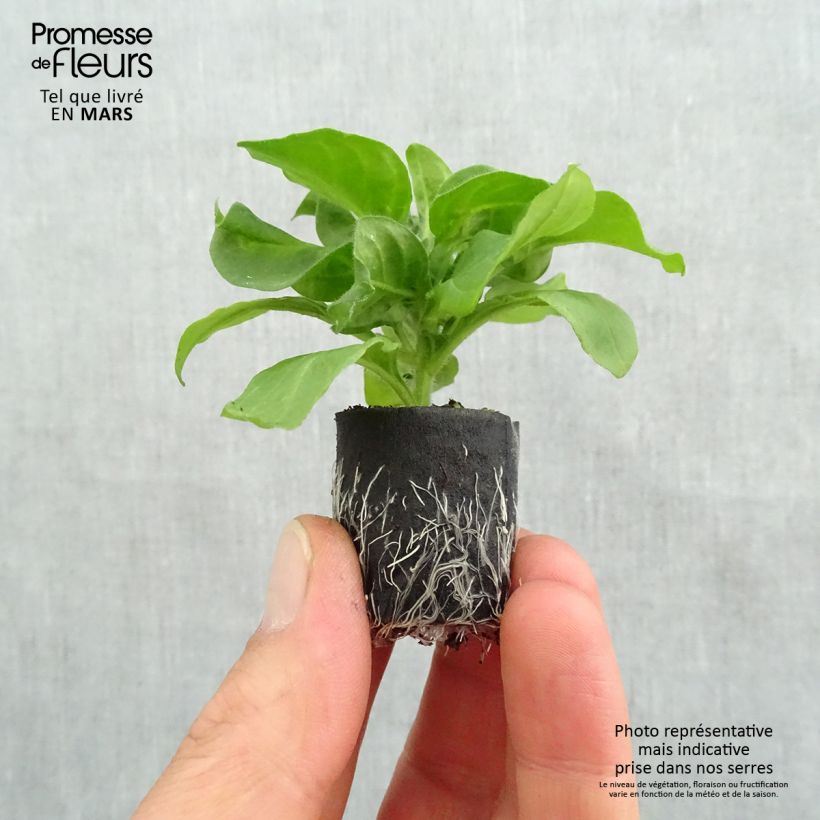 Surfinia Hot Pink mini zolla... esemplare consegnato in primavera