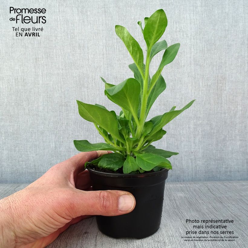 Surfinia Hot Pink Vaso da Ø 10 cm/11 cm esemplare consegnato in primavera