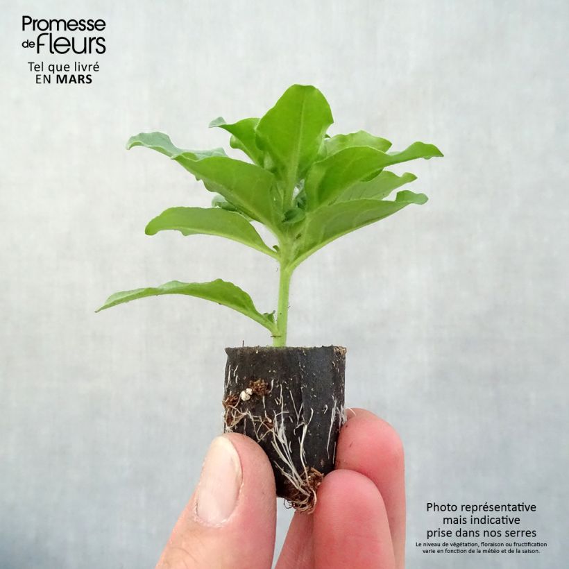 Surfinia Purple mini zolla... esemplare consegnato in primavera