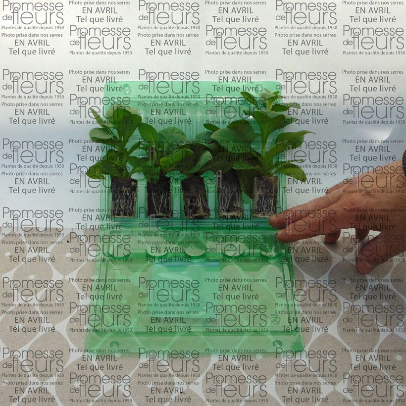 Esempio di esemplare Surfinia Sky Blue mini zolla... come consegnato