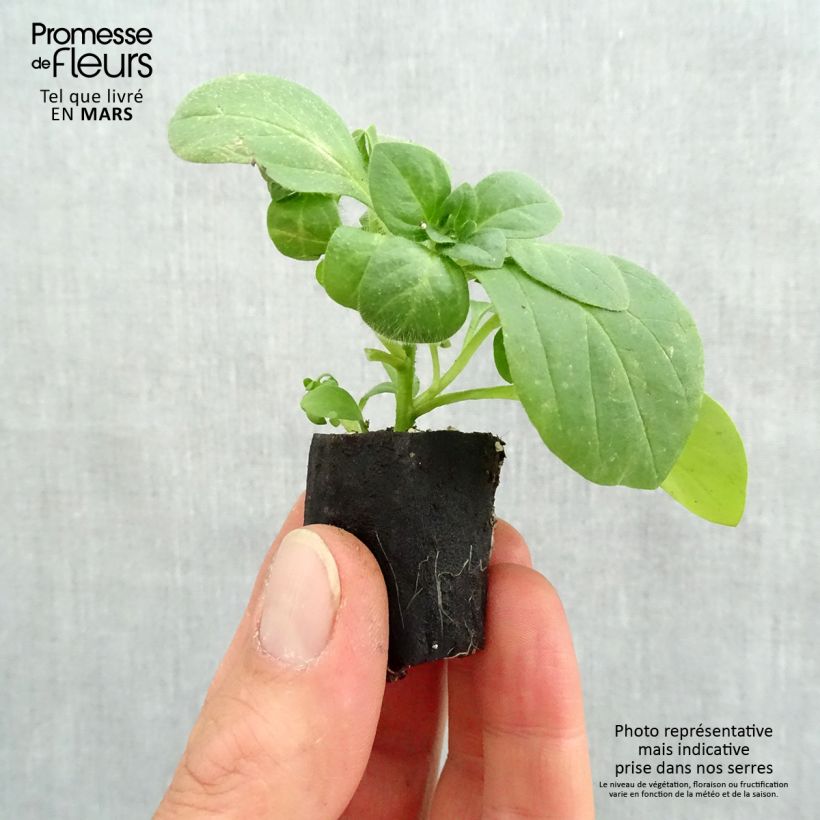 Surfinia Snow mini zolla... esemplare consegnato in primavera