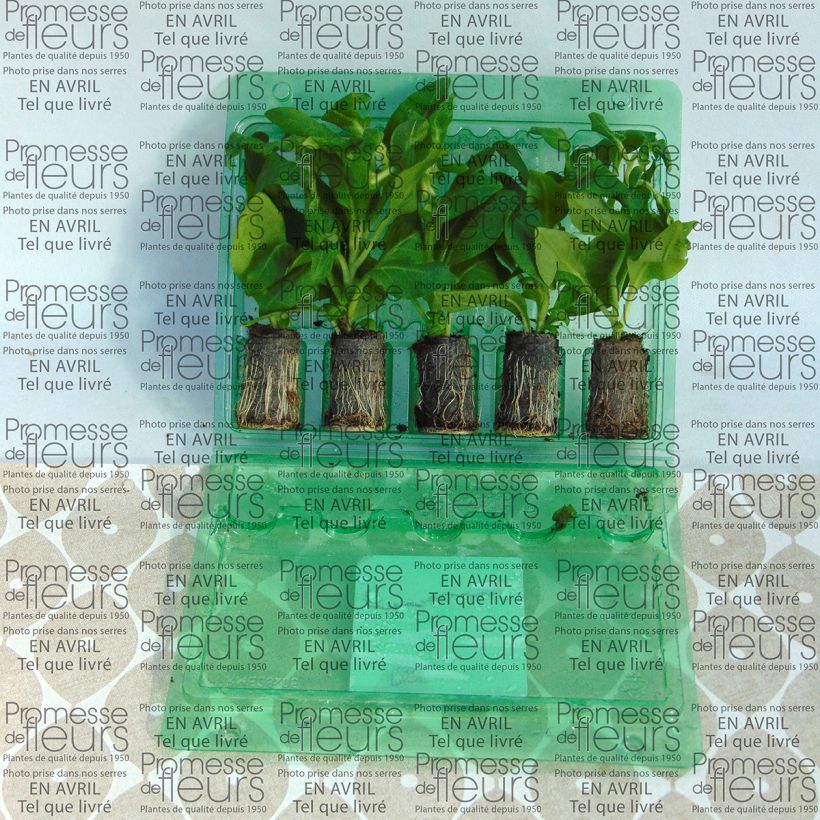 Example of Surfinia Sumo Rose mini zolla... as you get