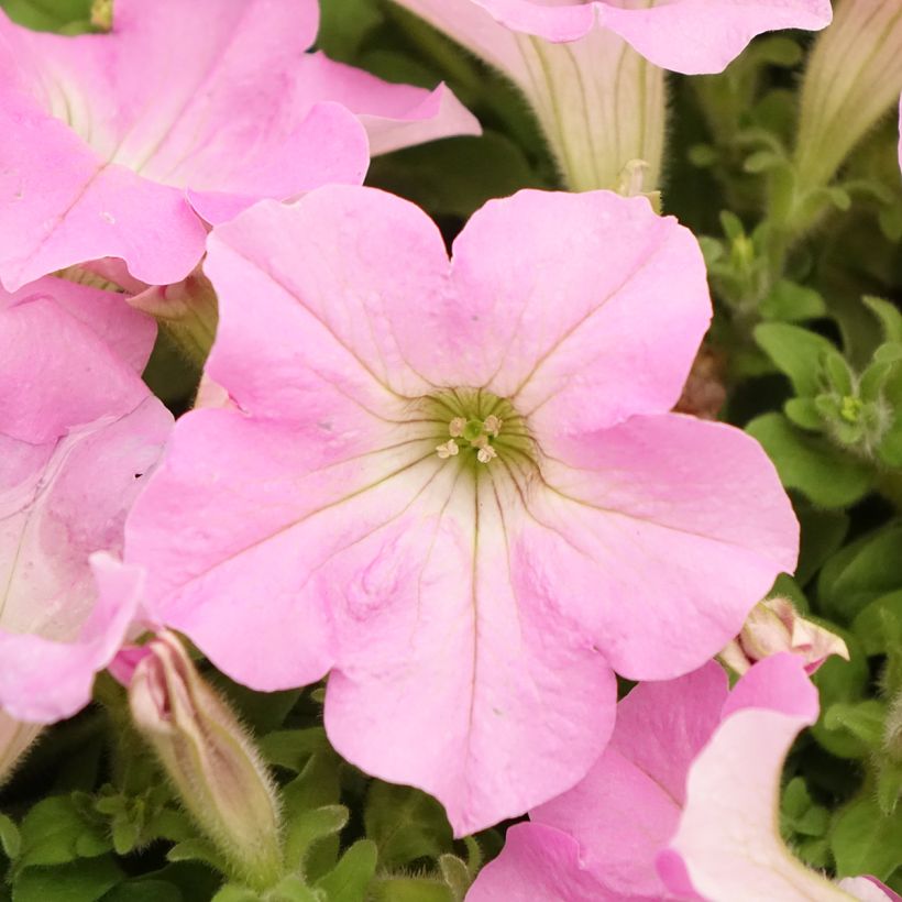 Petunia Surfinia Trailing Big Pink (Fioritura)