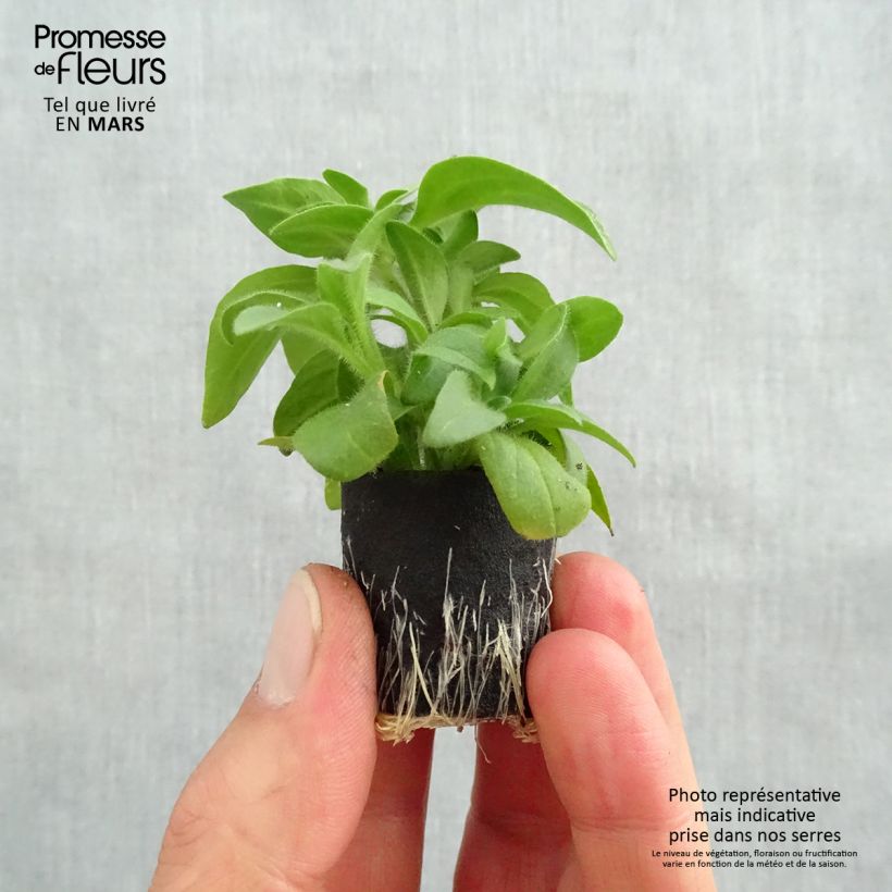 Surfinia Yellow mini zolla... esemplare consegnato in primavera