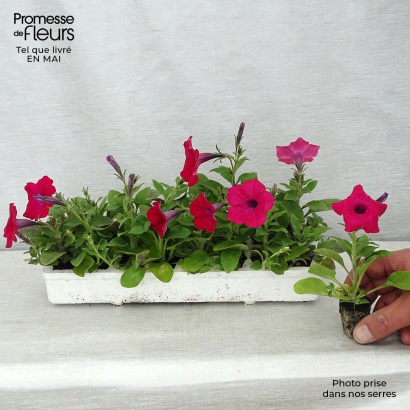 Example of Petunia Tidal Wave F1 Cherry Jardimotte: zolla da 3,8 cm x 3,2 cm in vassoio da 16 pezzi. as you get in printemps