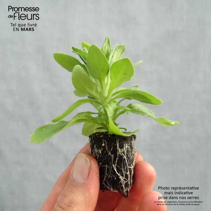 Example of Petunia Tumbelina Anna mini zolla... as you get in printemps