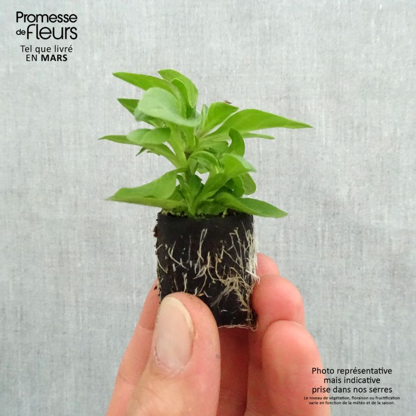 Example of Surfinia Tumbelina Belinda mini zolla... as you get in printemps