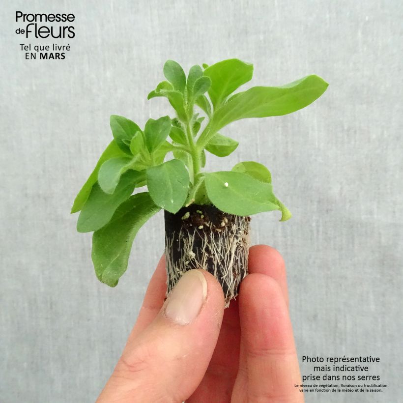 Surfinia Tumbelina Candyfloss mini zolla... esemplare consegnato in primavera