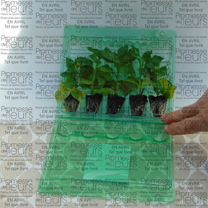 Esempio di esemplare Petunia Tumbelina Cherry Ripple mini zolla... come consegnato