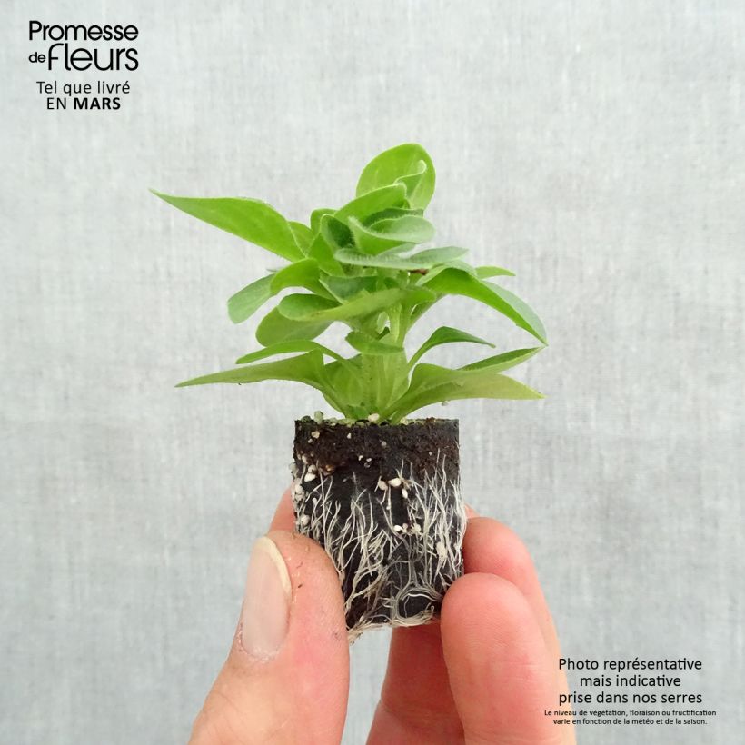 Petunia Tumbelina Priscilla mini zolla... esemplare consegnato in primavera