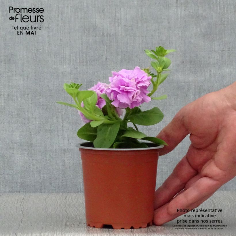 Petunia Tumbelina Priscilla Vasetto da 8/9 cm esemplare consegnato in primavera
