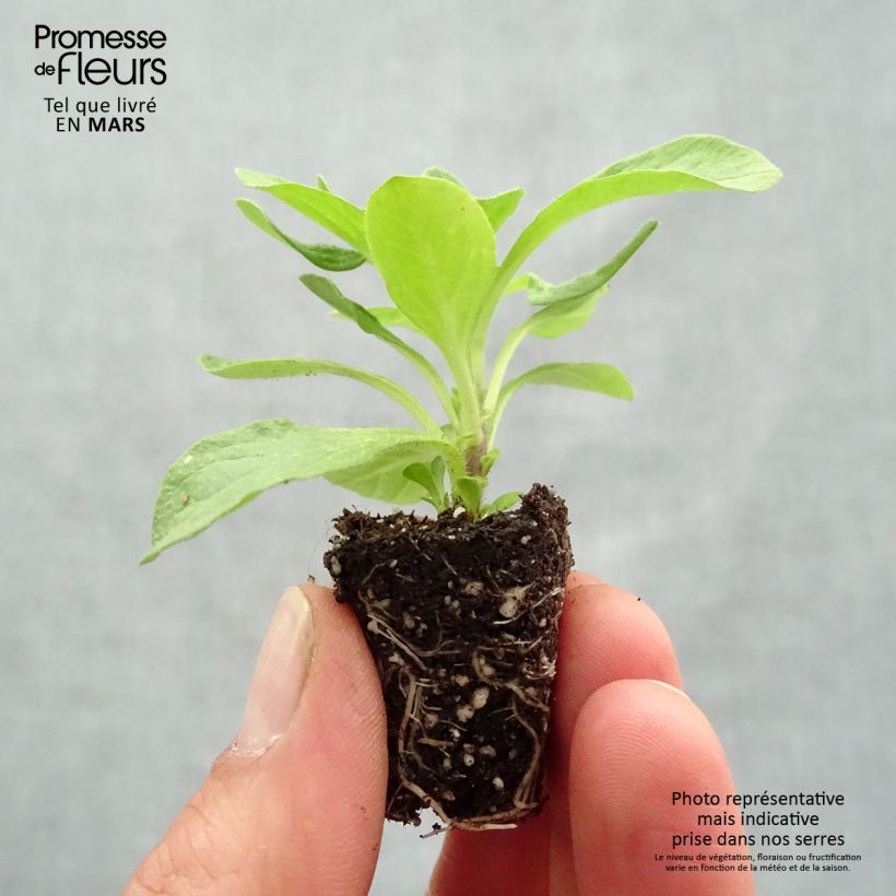 Petunia Viva Eclipse mini zolla... esemplare consegnato in primavera