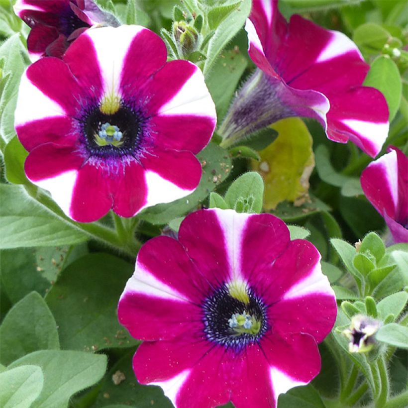 Petunia Bicolor Cabernet (Fioritura)