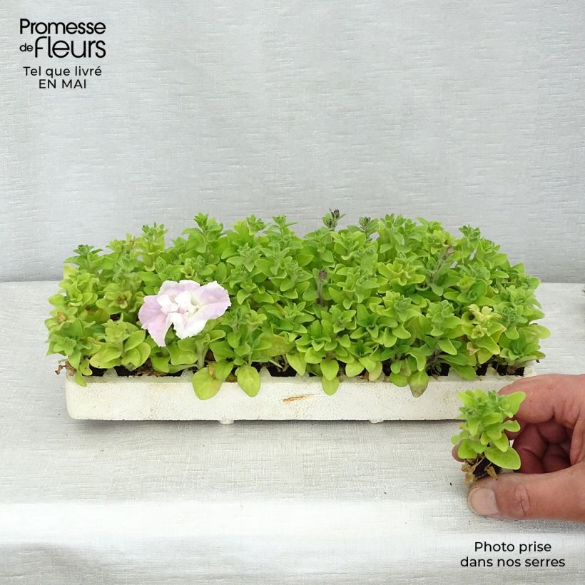 Example of Surfinia Cassandra Mix Mini zolla: zolla da 2,2 cm x 2 cm in vassoio di coltivazione da 35 pezzi as you get in printemps