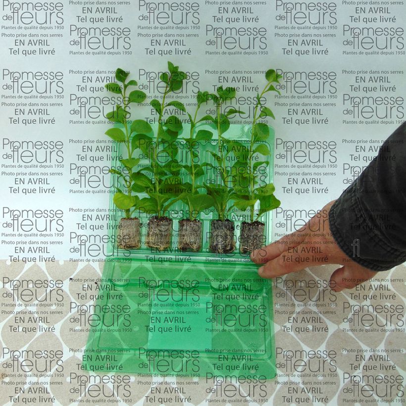 Esempio di esemplare Petunia Conchita Azur mini zolla... come consegnato