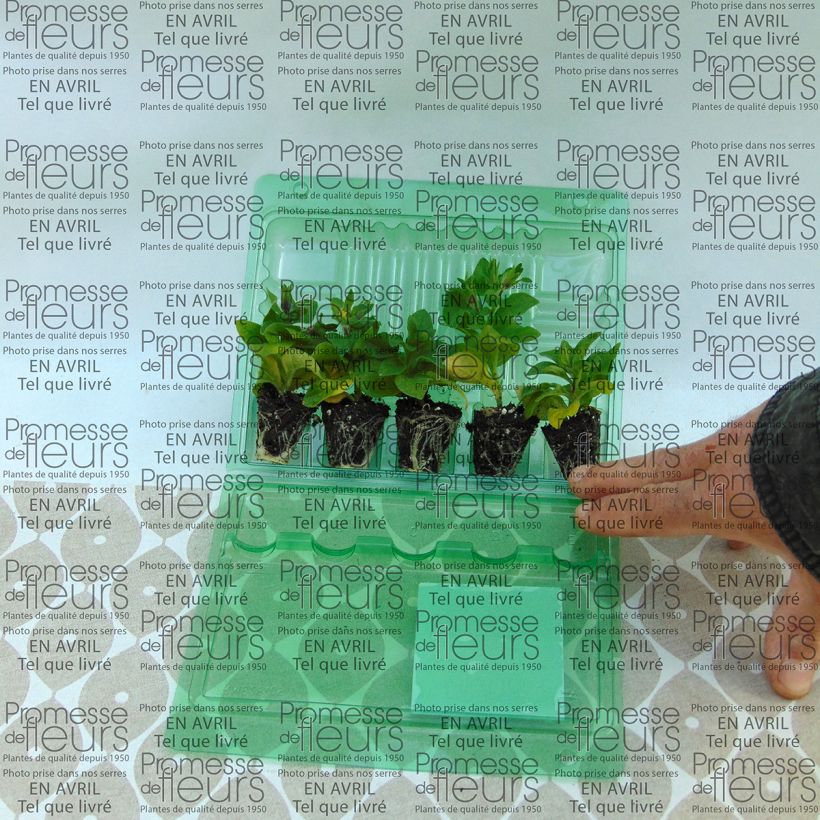 Esempio di esemplare Surfinia Tumbelina Maria mini zolla... come consegnato