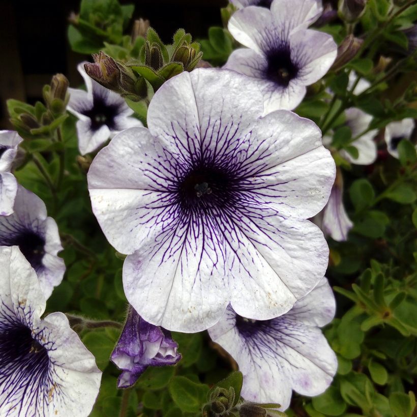 Petunia Blue Vein (Fioritura)