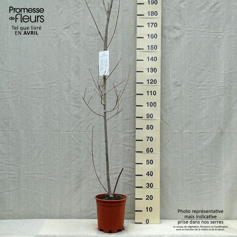 Populus euramericana Robusta Vaso da 7,5L/10L esemplare consegnato in primavera