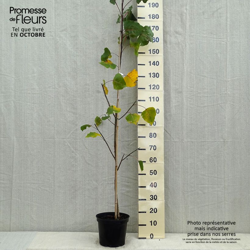 Esemplare di Populus deltoides Purple Tower Vaso da 4L/5L come consegnato in autunno