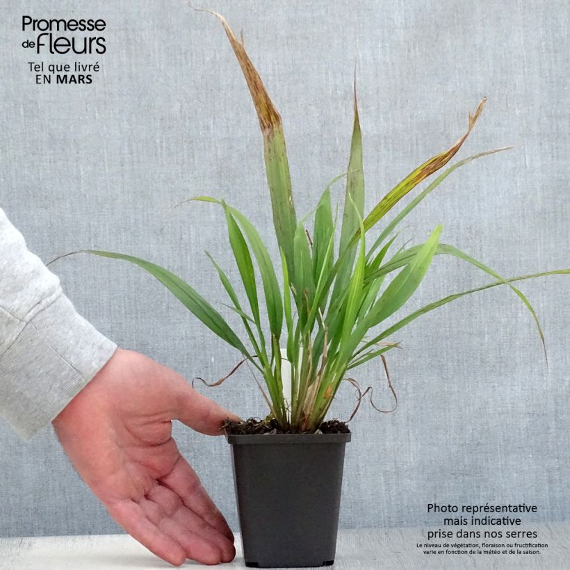 Phaenosperma globosa Vasetto da 8/9 cm esemplare consegnato in primavera