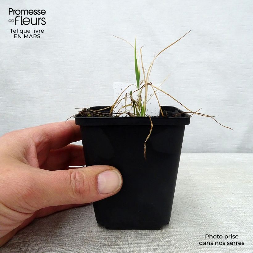 Anthericum liliago - Lilioasfodelo maggiore Vasetto da 8/9 cm esemplare consegnato in primavera