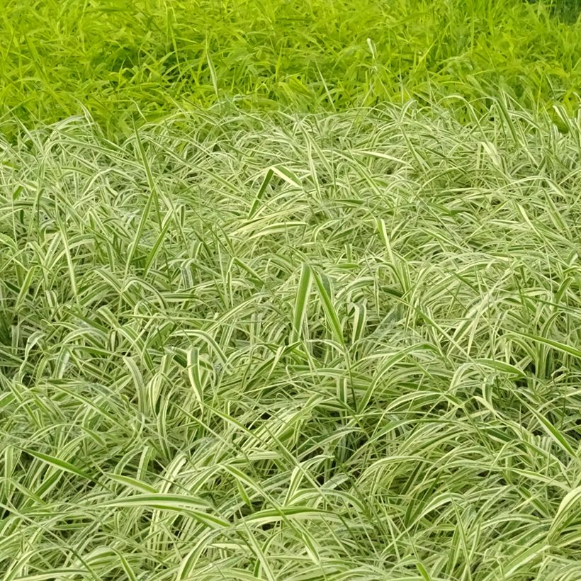 Phalaris arundinacea Picta - Saggina spagnola (Porto)