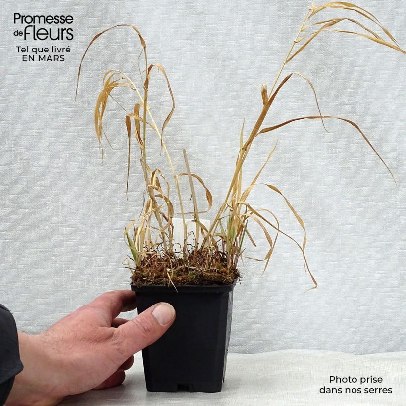 Phalaris arundinacea Picta - Saggina spagnola Vasetto da 8/9 cm esemplare consegnato in primavera