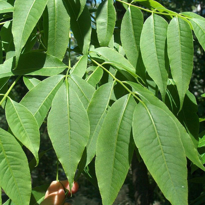 Phellodendron amurense - Sughero Amur (Foliage)