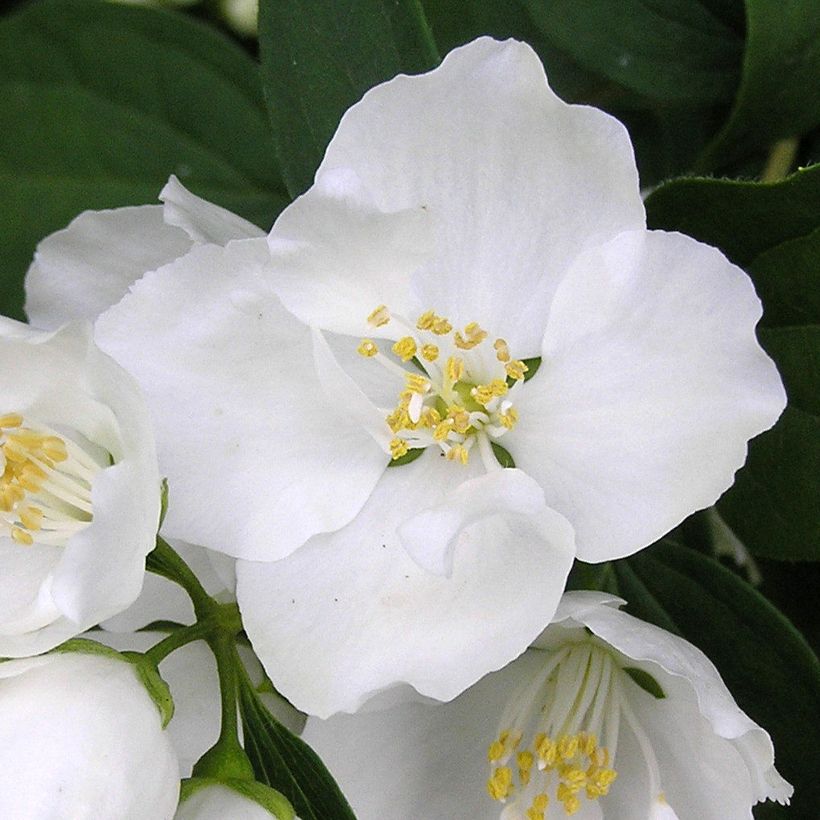 Philadelphus persica Bouquet Blanc - Filadelfo (Fioritura)