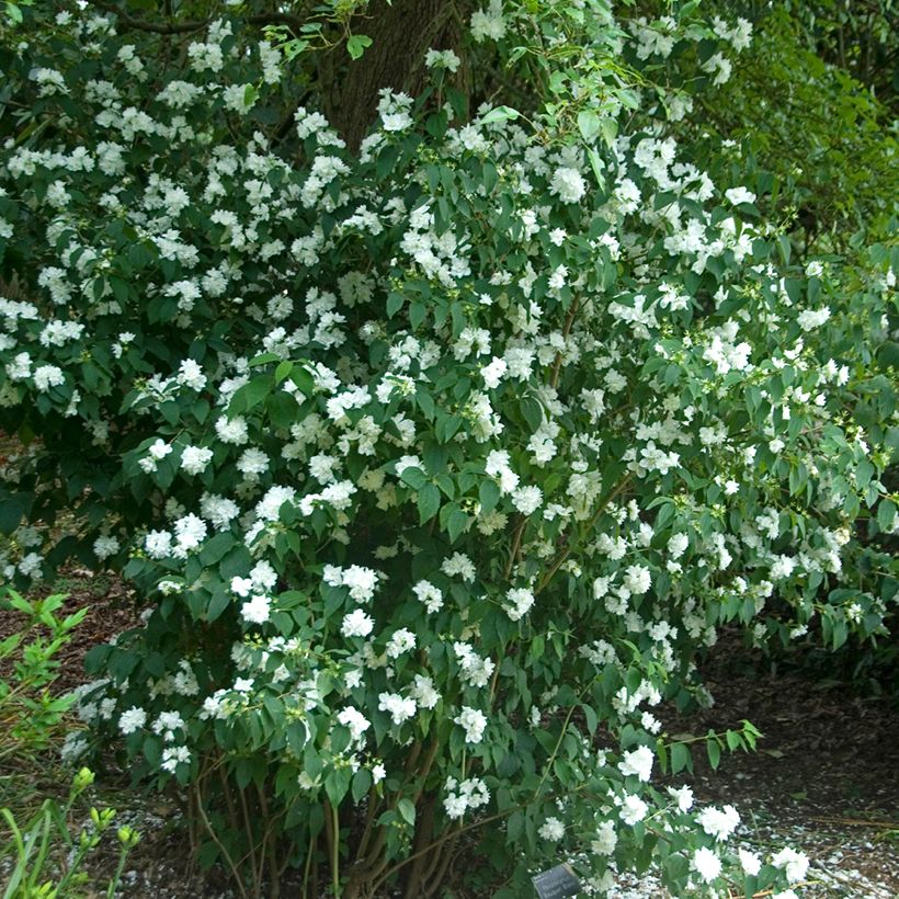 Philadelphus persica Bouquet Blanc - Filadelfo (Porto)