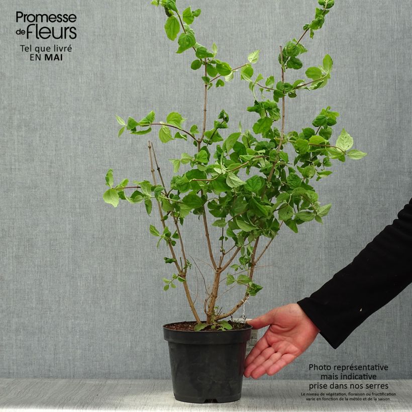 Philadelphus persica Bouquet Blanc - Filadelfo Vaso da 2L/3L esemplare consegnato in primavera