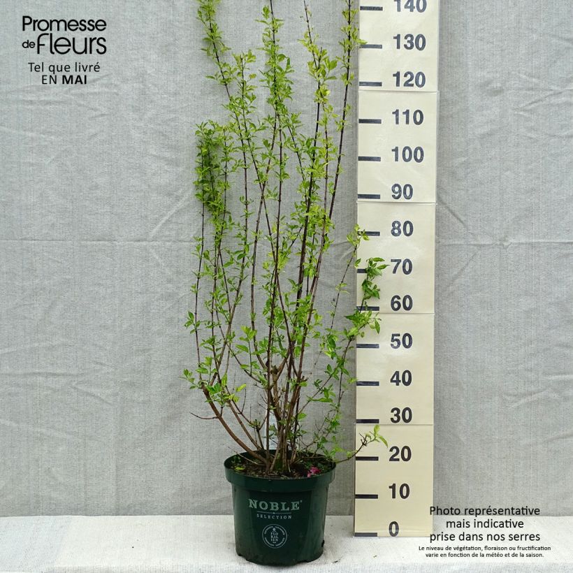 Example of Philadelphus lemoinei Innocence - Filadelfo Vaso da 7,5L/10L as you get in printemps