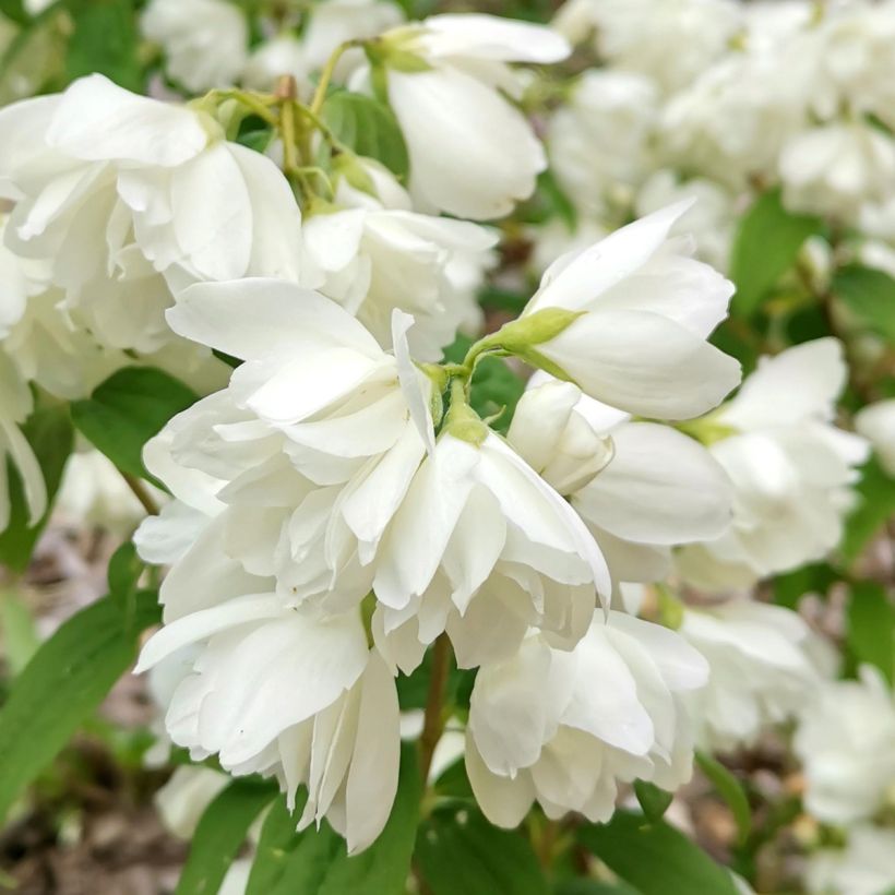 Philadelphus Little White Love - Filadelfo (Flowering)